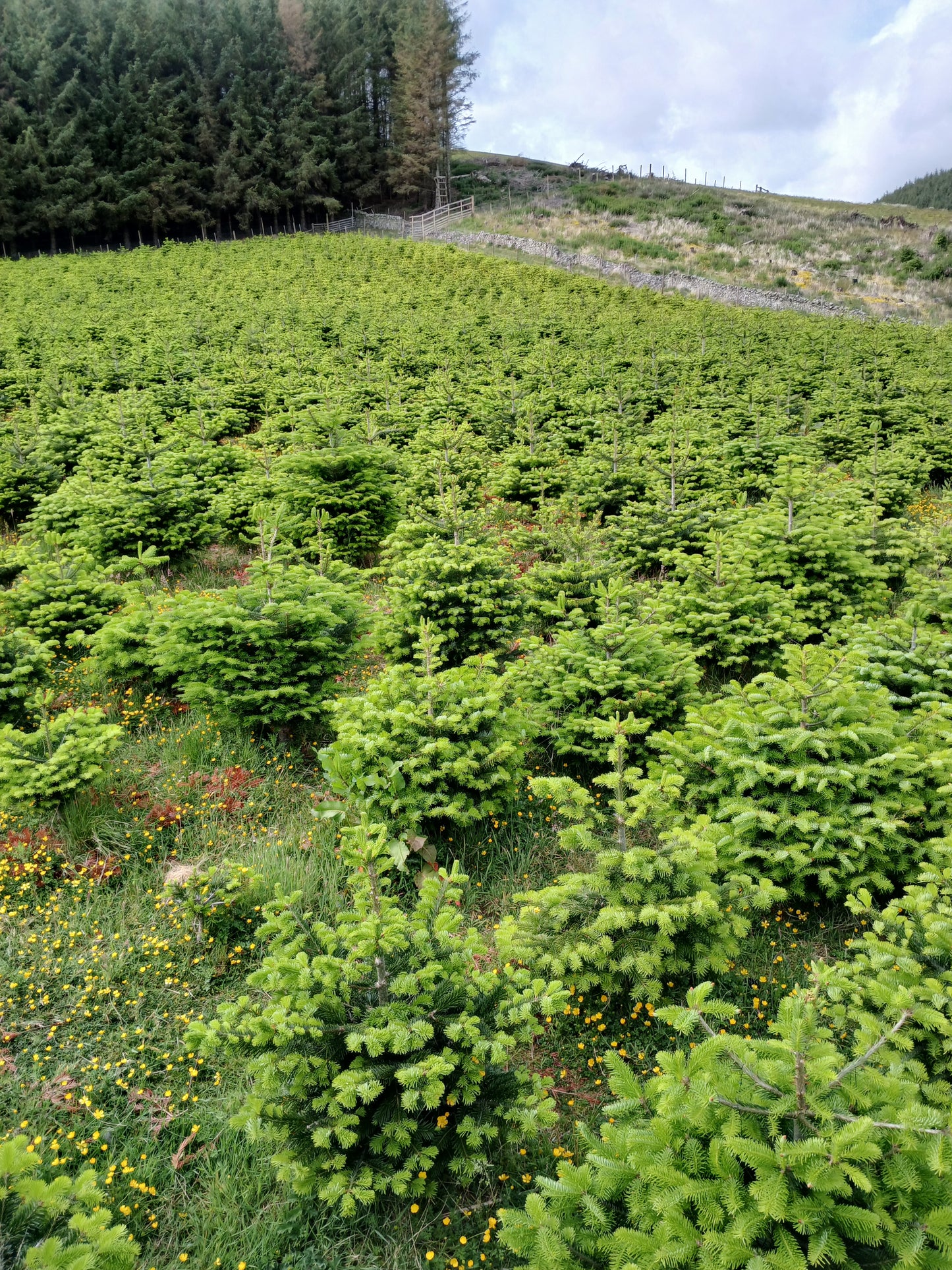 Lush green forest of Christmas trees with a stone wall in the background