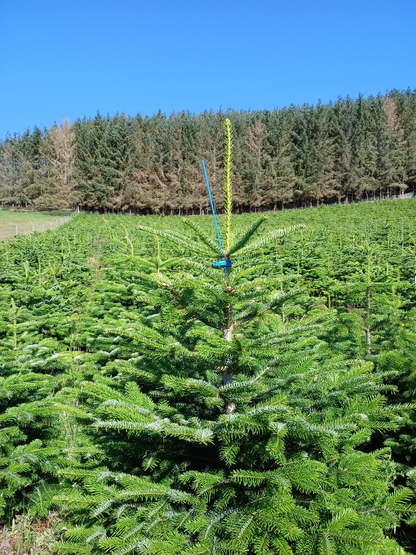 Christmas tree farm with a single Christmas tree being harvested.