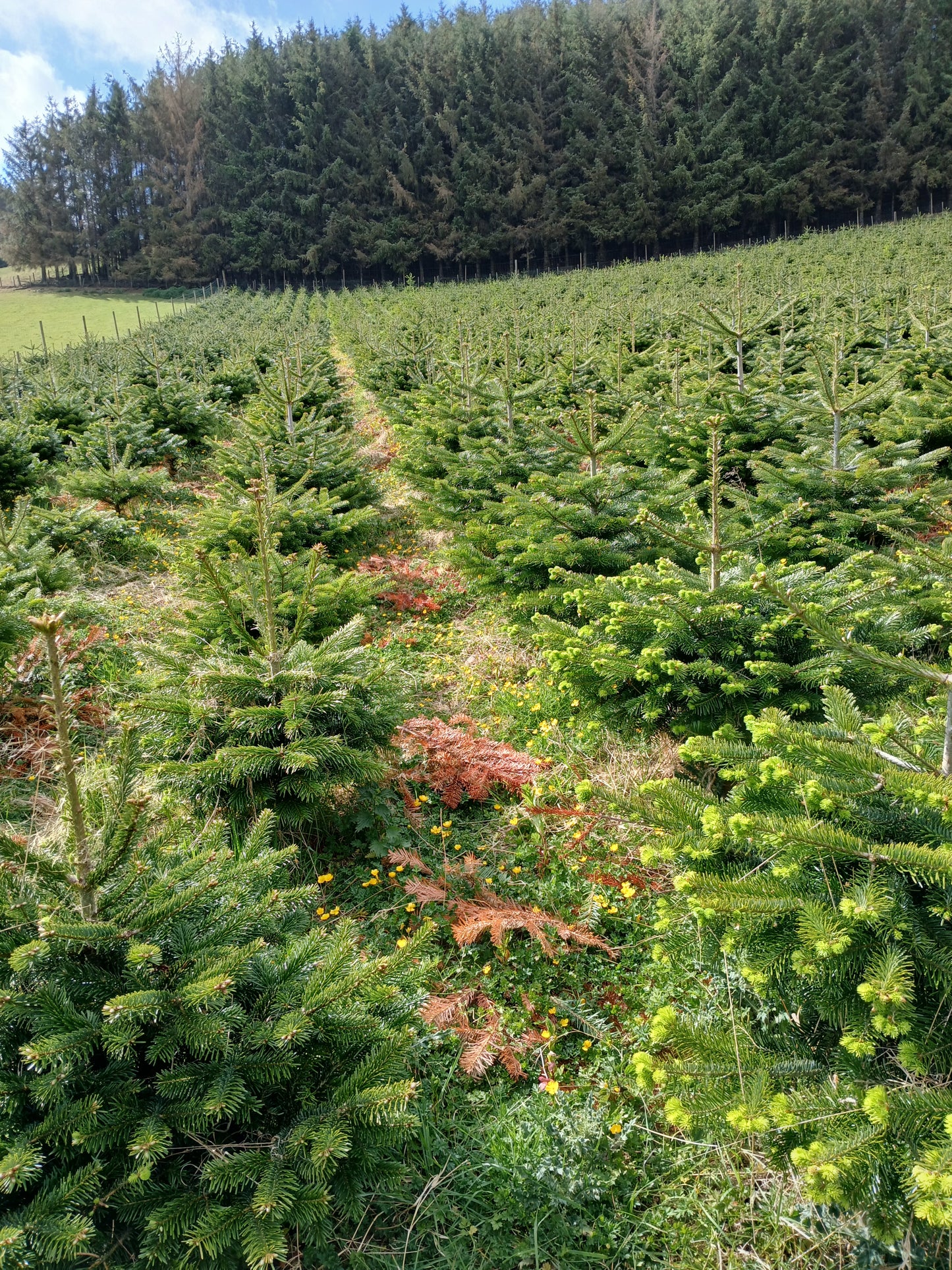 Field of young Nordmann Fir trees with a forest in the background
