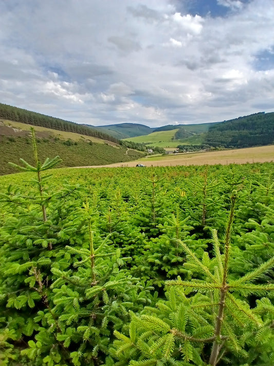 Forest with young Christmas trees and a scenic landscape with hills and fields.