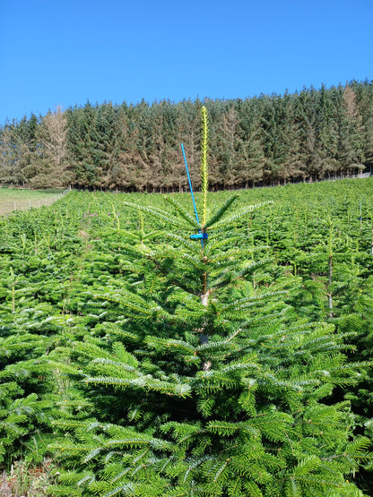 Christmas tree farm with a single Christmas tree being harvested.