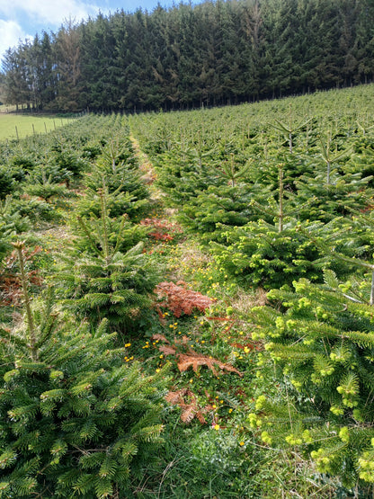 Field of young Nordmann Fir trees with a forest in the background
